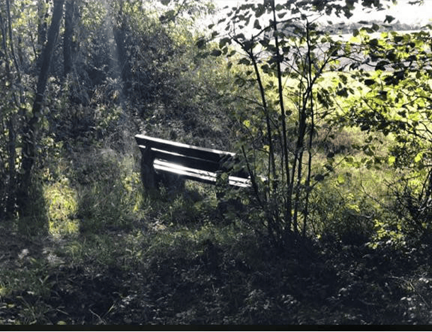 Eine Bank in einem Wald stehend